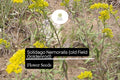 Old Field Goldenrod 500 Seeds | Solidago nemoralis | Pollinator-Friendly, Native Wildflower, Yellow Blooms, Non-GMO