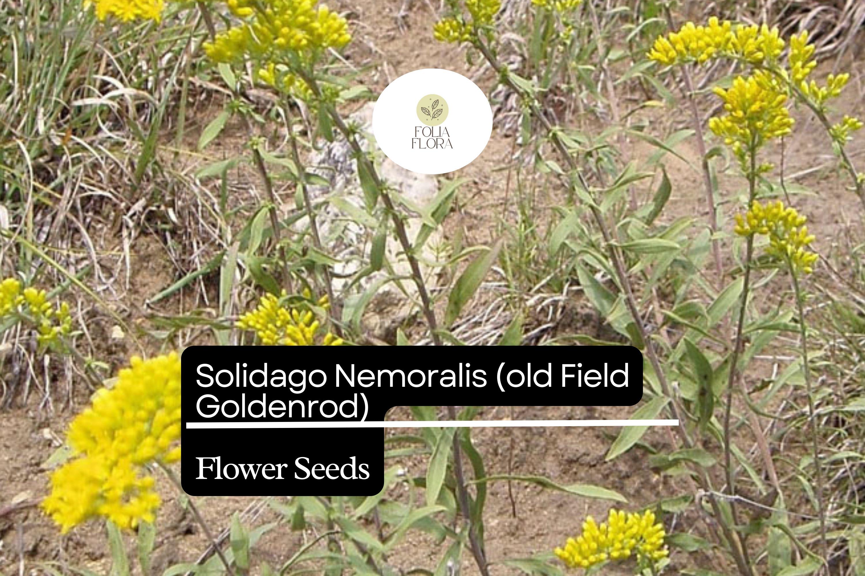 Old Field Goldenrod 500 Seeds | Solidago nemoralis | Pollinator-Friendly, Native Wildflower, Yellow Blooms, Non-GMO