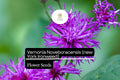 100 Vernonia Noveboracensis Seeds, New York Ironweed, Tall Native Wildflower for Pollinators