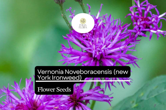 100 Vernonia Noveboracensis Seeds, New York Ironweed, Tall Native Wildflower for Pollinators