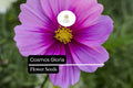 1g Cosmos Gloria Seeds, Bright and Hardy Annual Wildflower, Pollinator-Friendly Garden Favorite