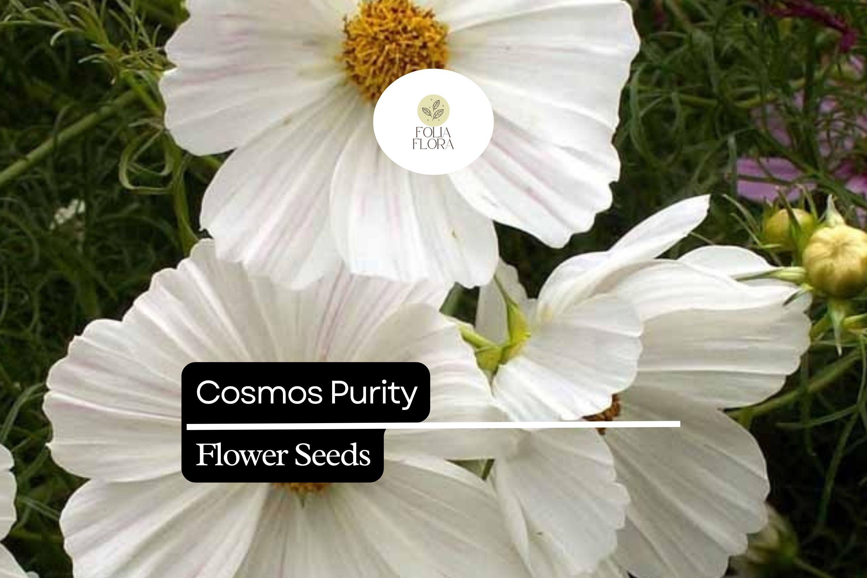 Cosmos Purity Seeds | Elegant White Pollinator-Friendly Flowers