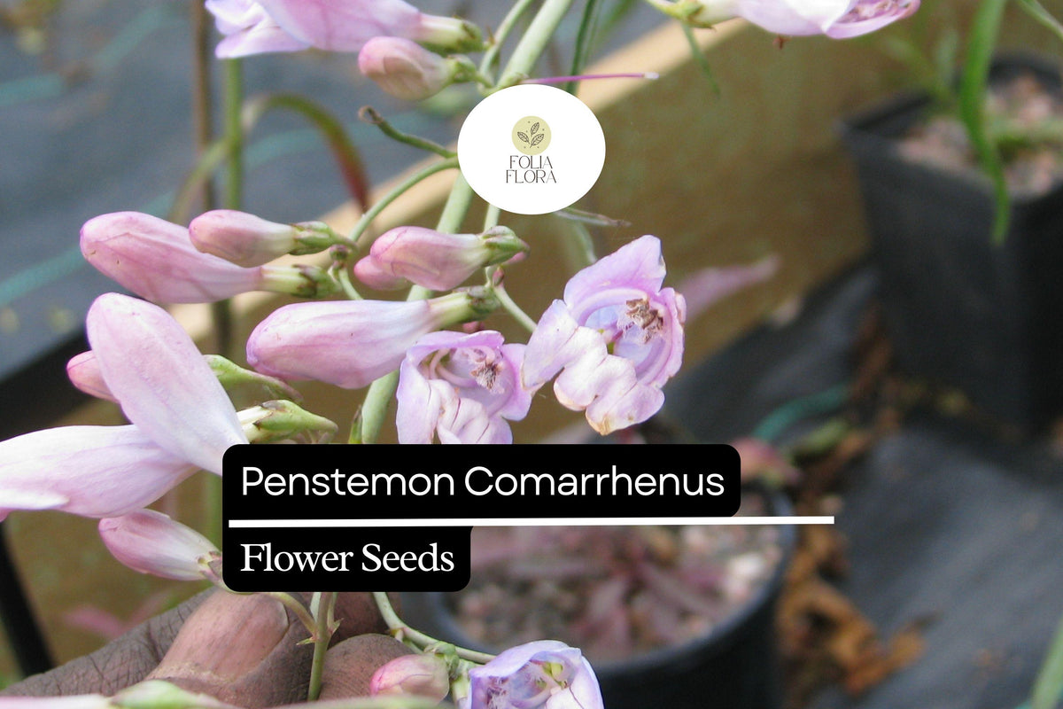 100mg Penstemon Comarrhenus Seeds, Dusty Penstemon, Drought-Tolerant Native Wildflower