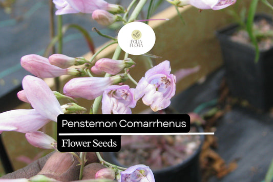 100mg Penstemon Comarrhenus Seeds, Dusty Penstemon, Drought-Tolerant Native Wildflower