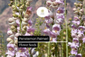 100mg Penstemon palmeri - Palmer's Penstemon Seeds, Fragrant Desert Wildflower for Pollinator Gardens