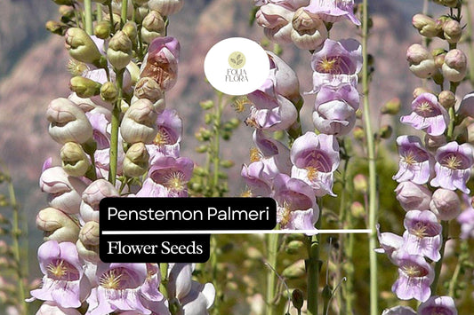 100mg Penstemon palmeri - Palmer's Penstemon Seeds, Fragrant Desert Wildflower for Pollinator Gardens