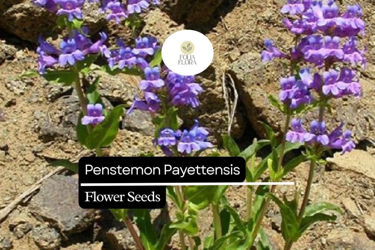 100mg Penstemon payettensis - Payette Penstemon Seeds, Rare Native Wildflower for Pollinator Gardens
