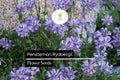 100mg Penstemon rydbergii - Rydberg's Penstemon Seeds, Native Perennial for Pollinator Gardens