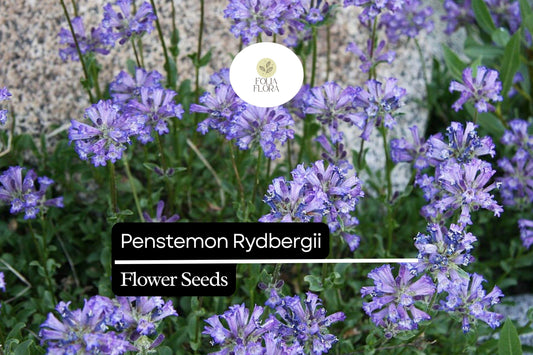 100mg Penstemon rydbergii - Rydberg's Penstemon Seeds, Native Perennial for Pollinator Gardens
