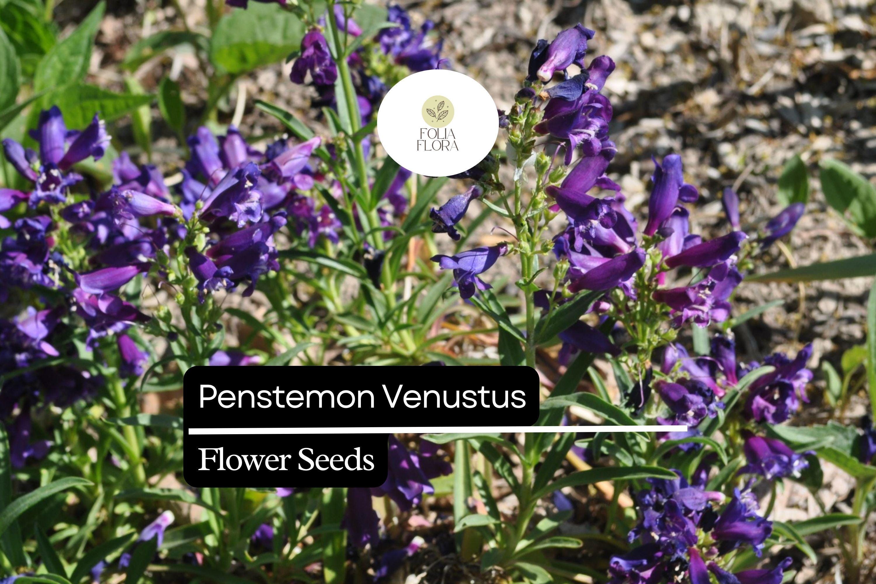 Penstemon venustus Seeds, Lavender Wildflower, Pollinator-Friendly Perennial, Drought-Tolerant, Native to Western US