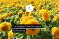 1g Teddy Bear Dwarf Sunflower Seeds, Sungold, Compact Double-Blooming Sunflowers