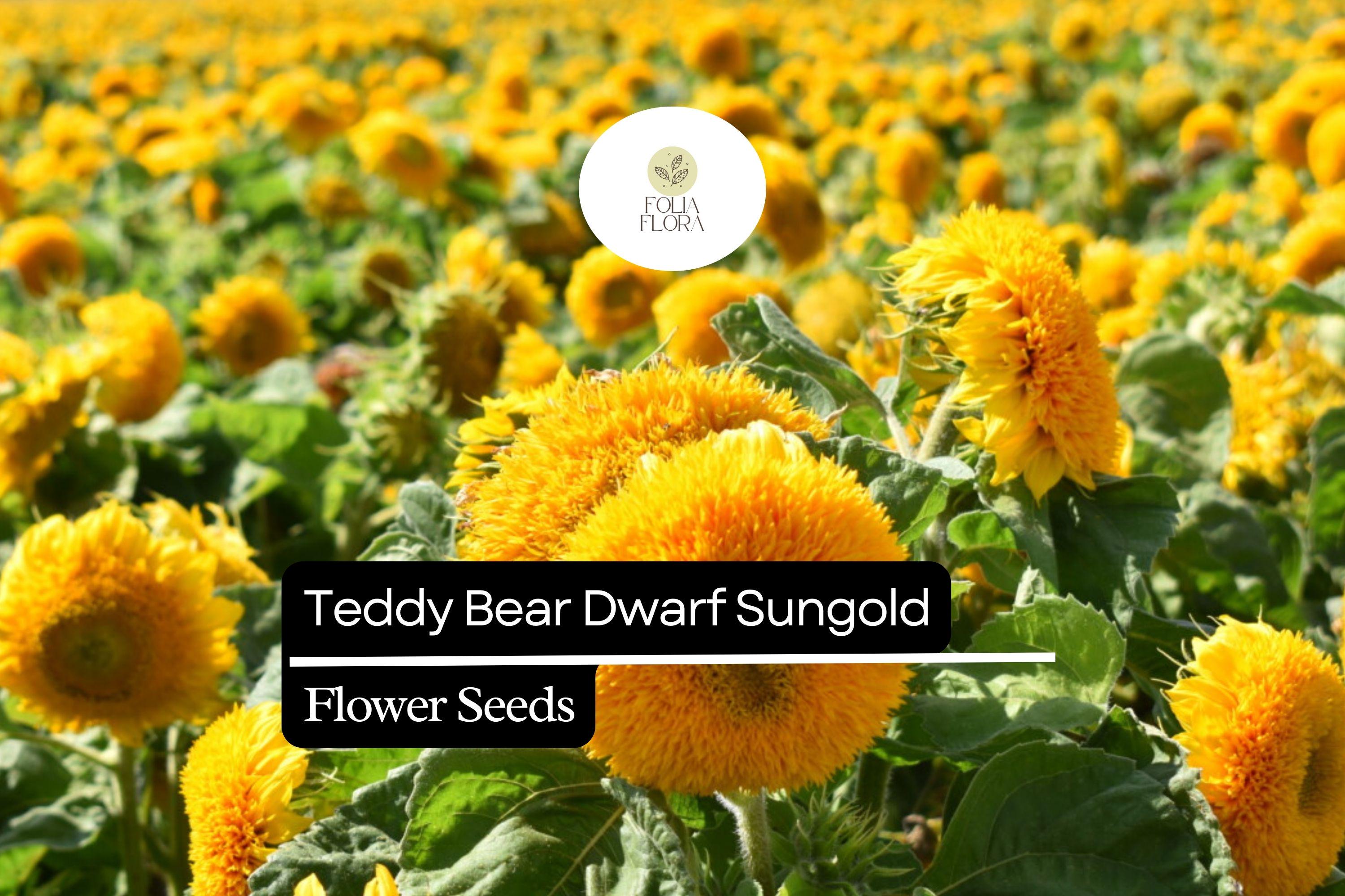 1g Teddy Bear Dwarf Sunflower Seeds, Sungold, Compact Double-Blooming Sunflowers