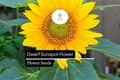 1g Dwarf Sunspot Sunflower Seeds - Helianthus annuus, Compact Golden Blooms