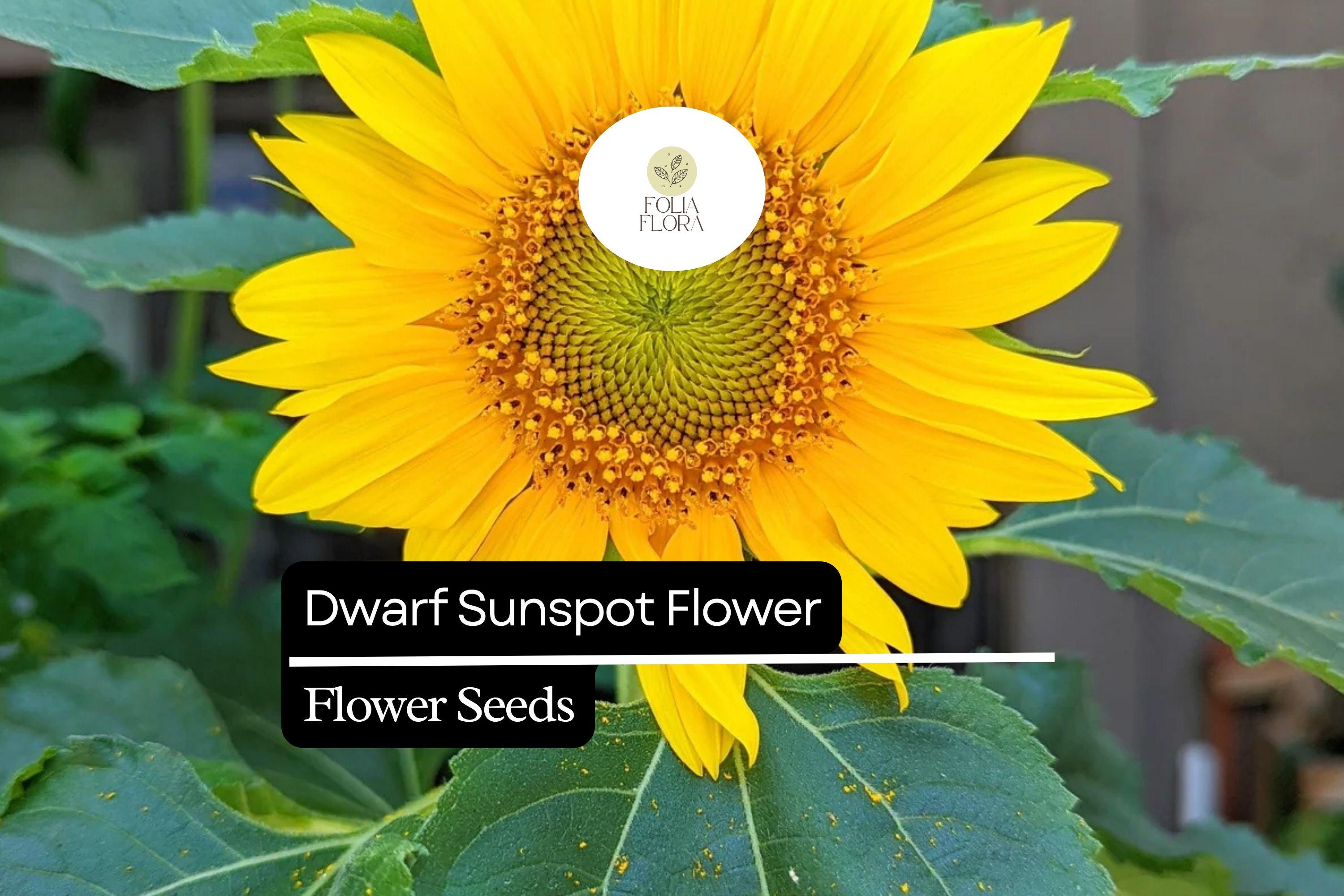 1g Dwarf Sunspot Sunflower Seeds - Helianthus annuus, Compact Golden Blooms