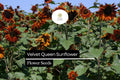 1g Velvet Queen Sunflower Seeds - Helianthus annuus, Deep Red Blooms for Striking Gardens