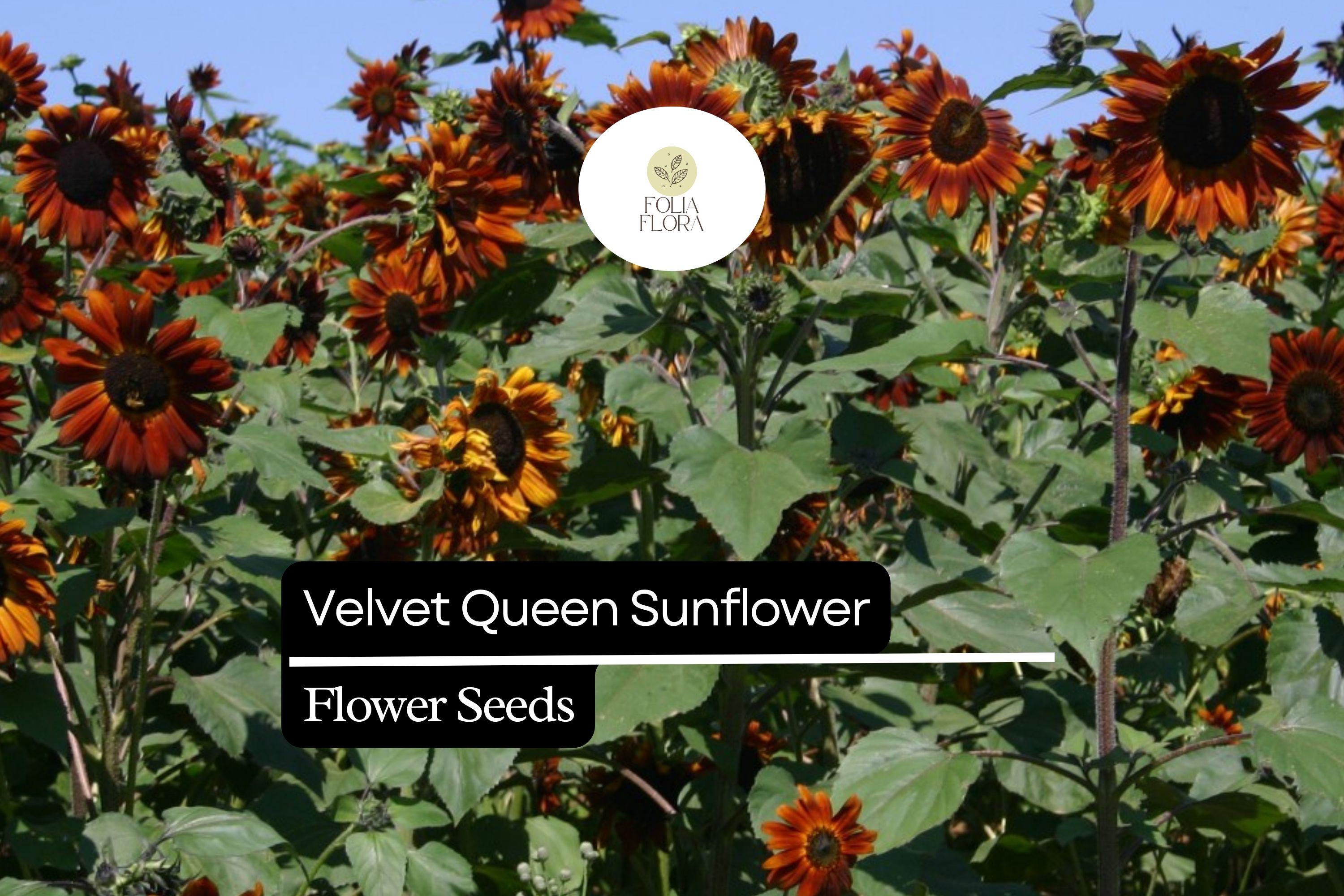 1g Velvet Queen Sunflower Seeds - Helianthus annuus, Deep Red Blooms for Striking Gardens