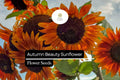 1g Autumn Beauty Sunflower Seeds, Multicolored Blooms, Vibrant Fall-Inspired Sunflowers