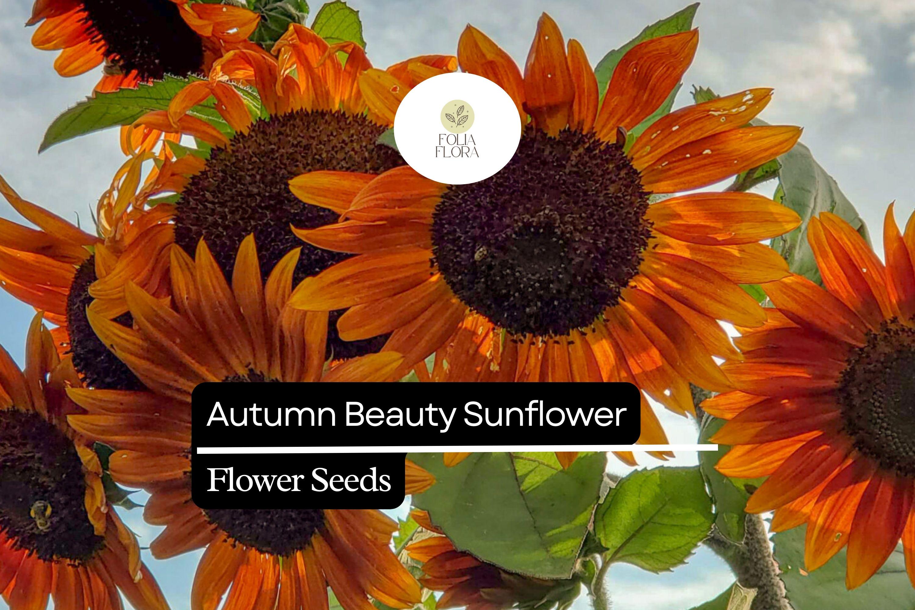 1g Autumn Beauty Sunflower Seeds, Multicolored Blooms, Vibrant Fall-Inspired Sunflowers