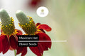 100mg Mexican Hat Seeds, Ratibida columnifera, Drought-Tolerant Wildflower with Bold Red & Yellow Blooms