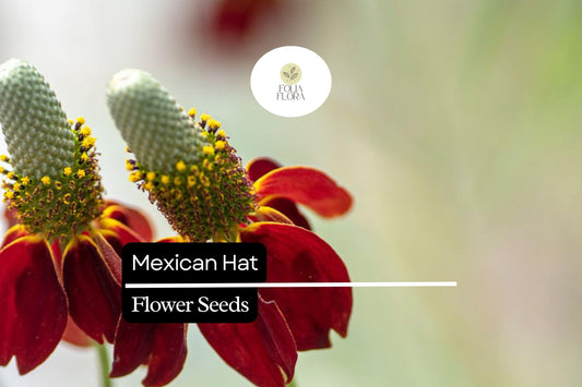 100mg Mexican Hat Seeds, Ratibida columnifera, Drought-Tolerant Wildflower with Bold Red & Yellow Blooms