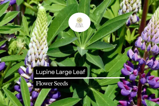 500mg Large Leaf Lupine Seeds - Lupinus polyphyllus, Vibrant Pollinator-Friendly Wildflower