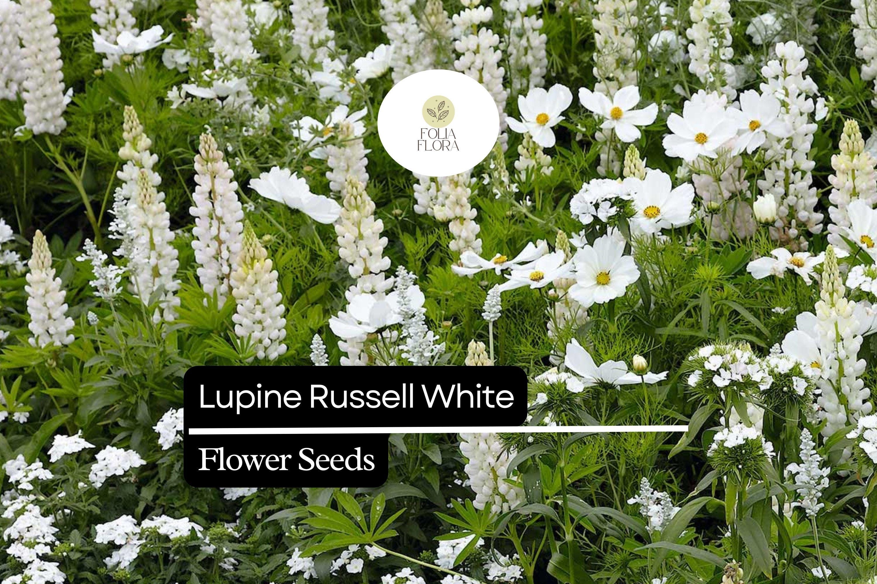 500mg Lupine Russell White Seeds - Lupinus polyphyllus - Elegant Perennial White Flowering Plant