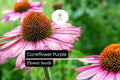 500mg Purple Coneflower Seeds (Echinacea purpurea) - Perennial Pollinator-Friendly Garden Favorite