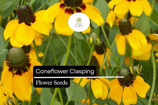 100mg Clasping Coneflower Seeds - Dracopis amplexicaulis Wildflower for Pollinators, Yellow Flowers, Annual, Native, Easy to Grow