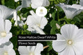 250mg Rose Mallow Dwarf White Seeds (Hibiscus moscheutos) - Compact Hardy Perennial Blooms