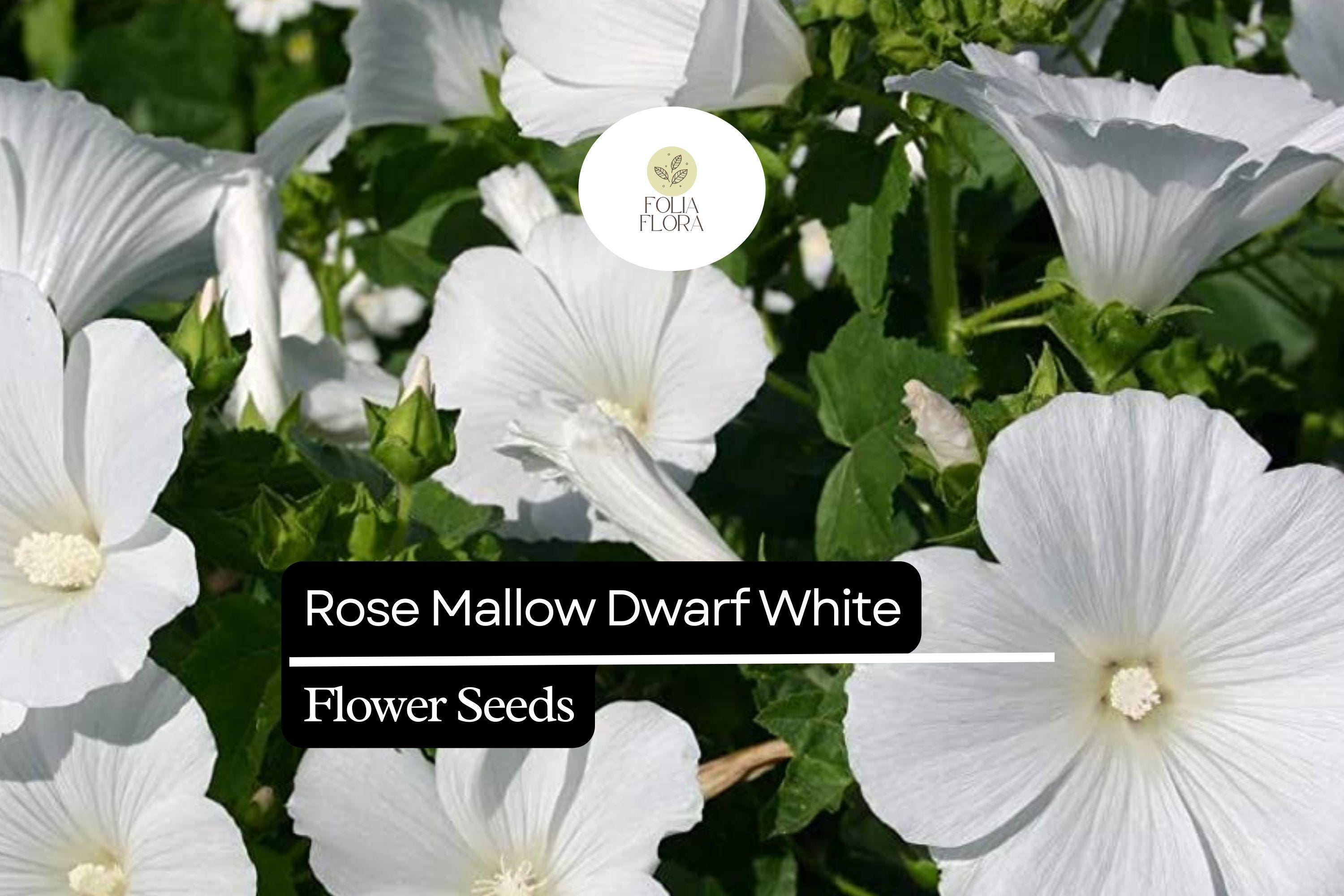 250mg Rose Mallow Dwarf White Seeds (Hibiscus moscheutos) - Compact Hardy Perennial Blooms