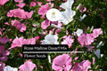 250mg Dwarf Rose Mallow Mix Seeds, Hibiscus moscheutos, Compact Perennial with Vibrant Mixed Blooms