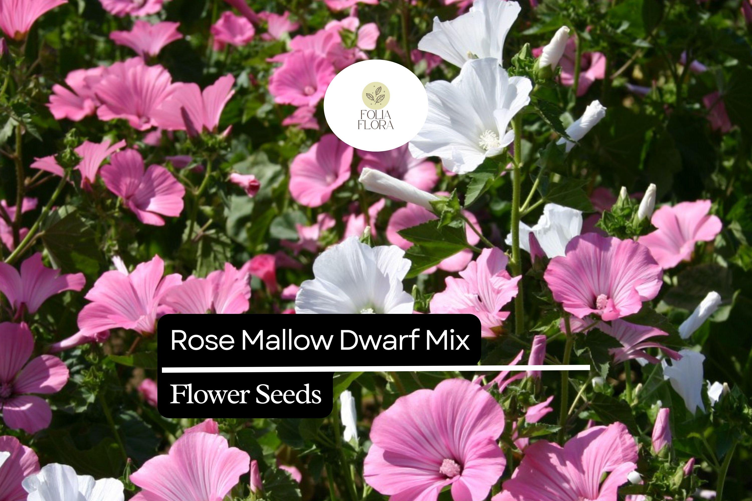250mg Dwarf Rose Mallow Mix Seeds, Hibiscus moscheutos, Compact Perennial with Vibrant Mixed Blooms