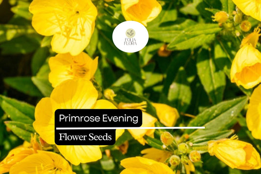 100mg Evening Primrose Seeds (Oenothera biennis) - Vibrant Night Bloomer, Pollinator-Friendly