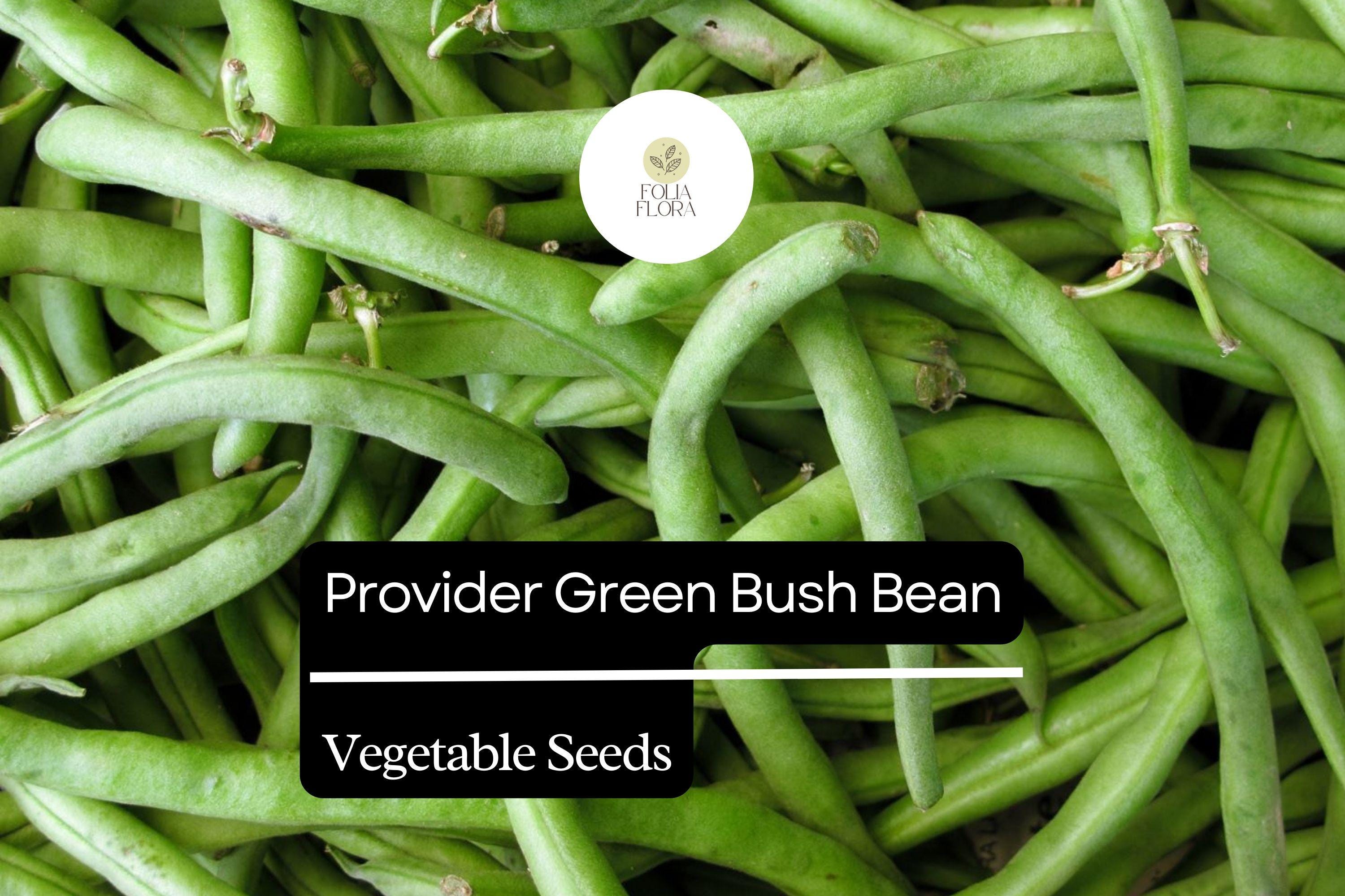 Provider Green Bush Bean Seeds | Heirloom, Stringless Snap Beans