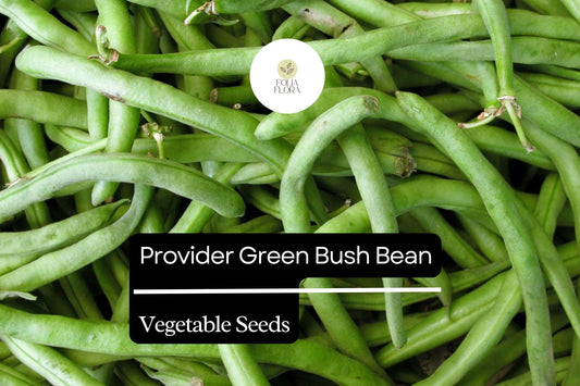 Provider Green Bush Bean Seeds | Heirloom, Stringless Snap Beans