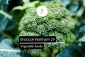 Waltham 29 Broccoli Seeds | Heirloom, Cold-Hardy (1g Packet)