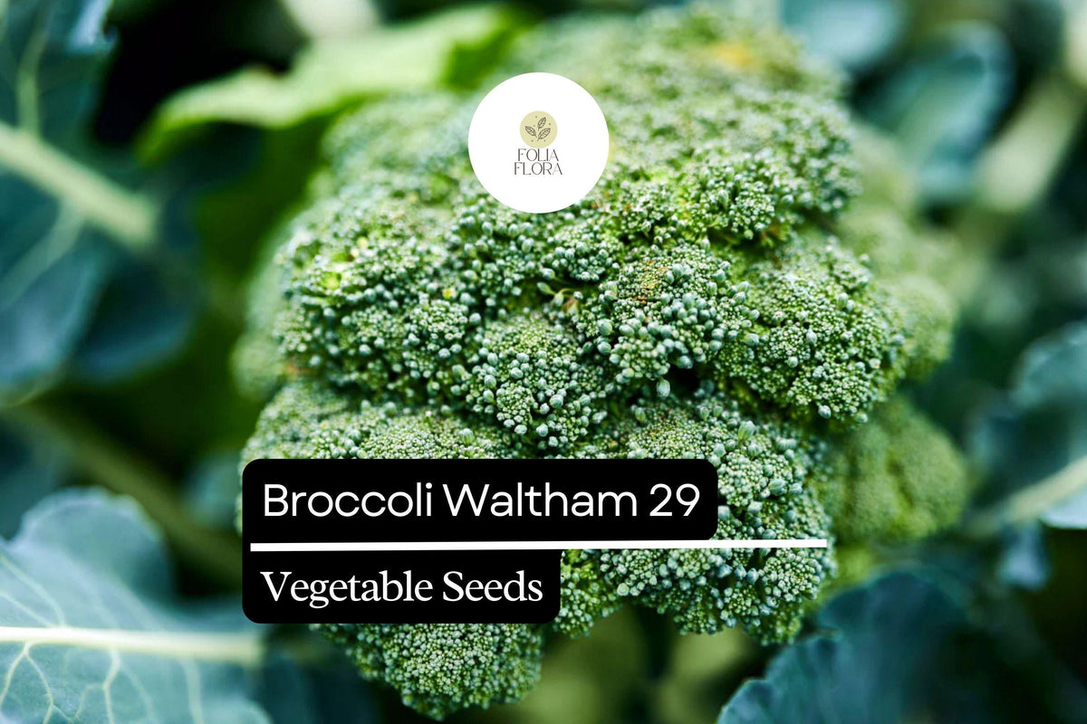 Waltham 29 Broccoli Seeds | Heirloom, Cold-Hardy (1g Packet)