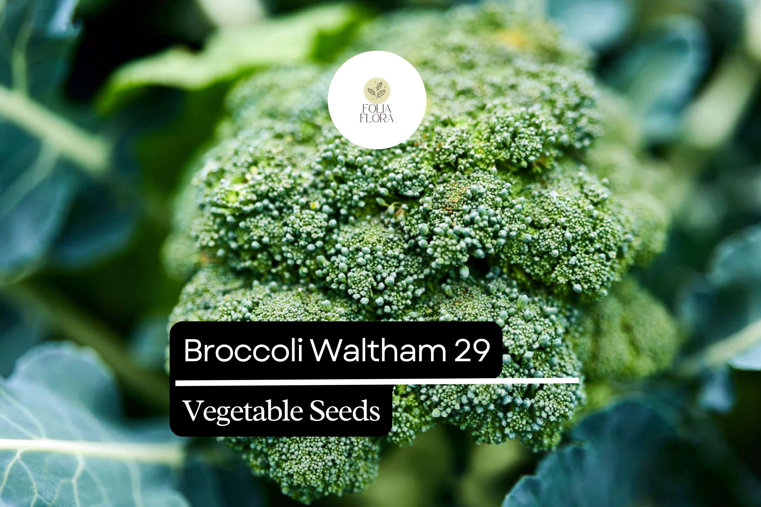 Waltham 29 Broccoli Seeds | Heirloom, Cold-Hardy (1g Packet)
