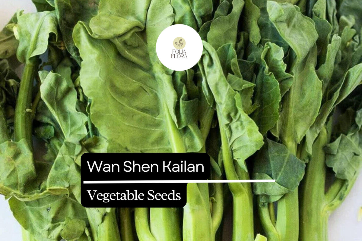 Wan Shen Kailan Seeds 500mg | Chinese Broccoli, Brassica oleracea var. alboglabra, Tender Stalks & Sweet Leaves, Fast-Growing, Heirloom