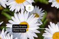 100mg Shasta Daisy Seeds, Leucanthemum Ã— superbum, Hardy Perennial with Classic White Blooms