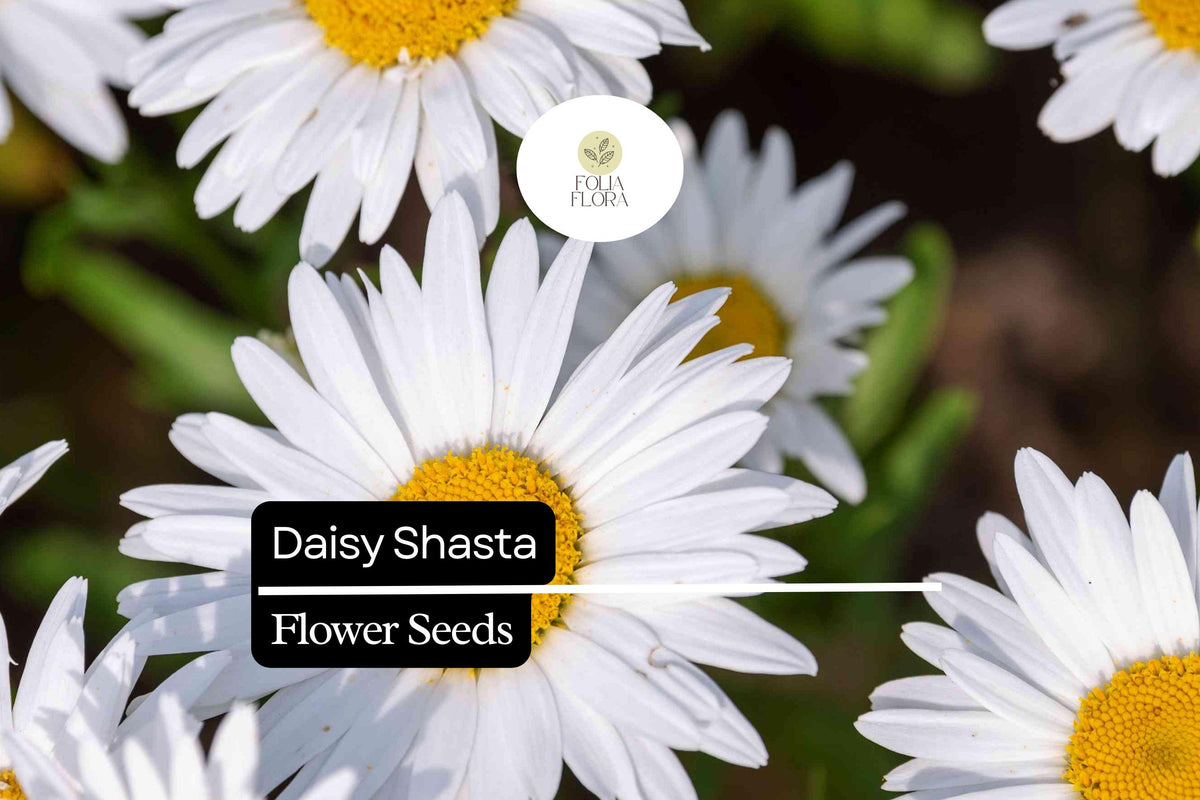 100mg Shasta Daisy Seeds, Leucanthemum Ã— superbum, Hardy Perennial with Classic White Blooms