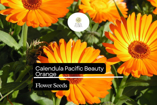 Calendula Pacific Beauty Orange Seeds, Edible Flower