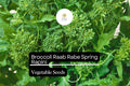 Broccoli Raab Seeds | Spring Rapini Heirloom Variety (500mg Packet)