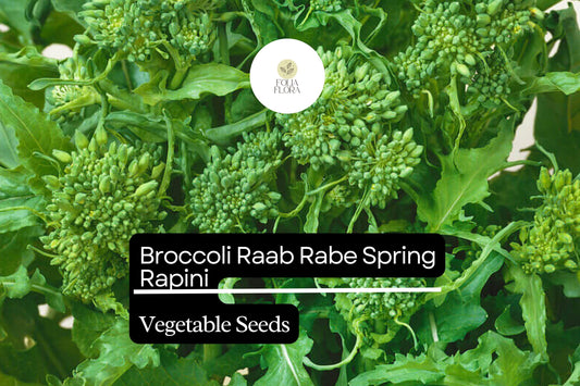 Broccoli Raab Seeds | Spring Rapini Heirloom Variety (500mg Packet)