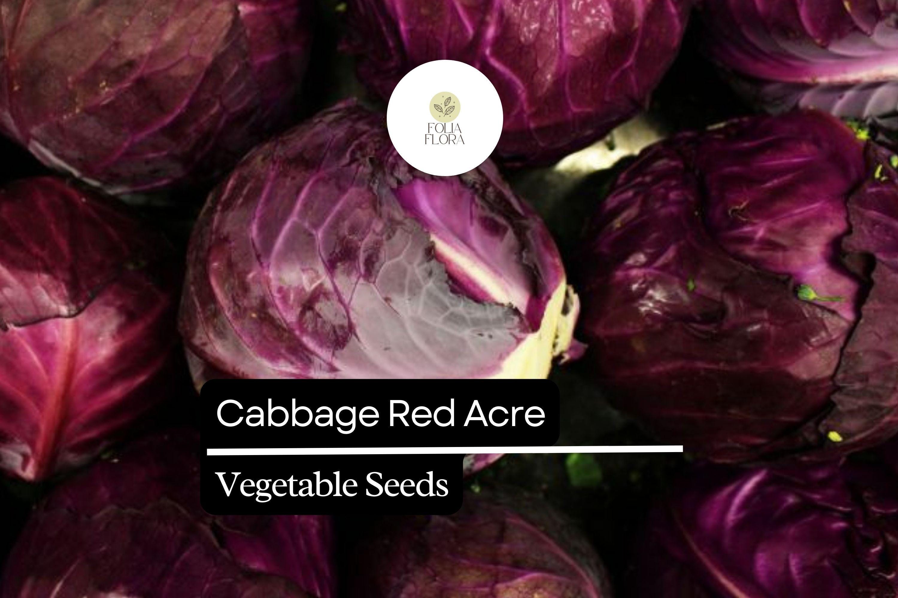 Red Acre Cabbage Seeds | Heirloom, Sweet & Crisp