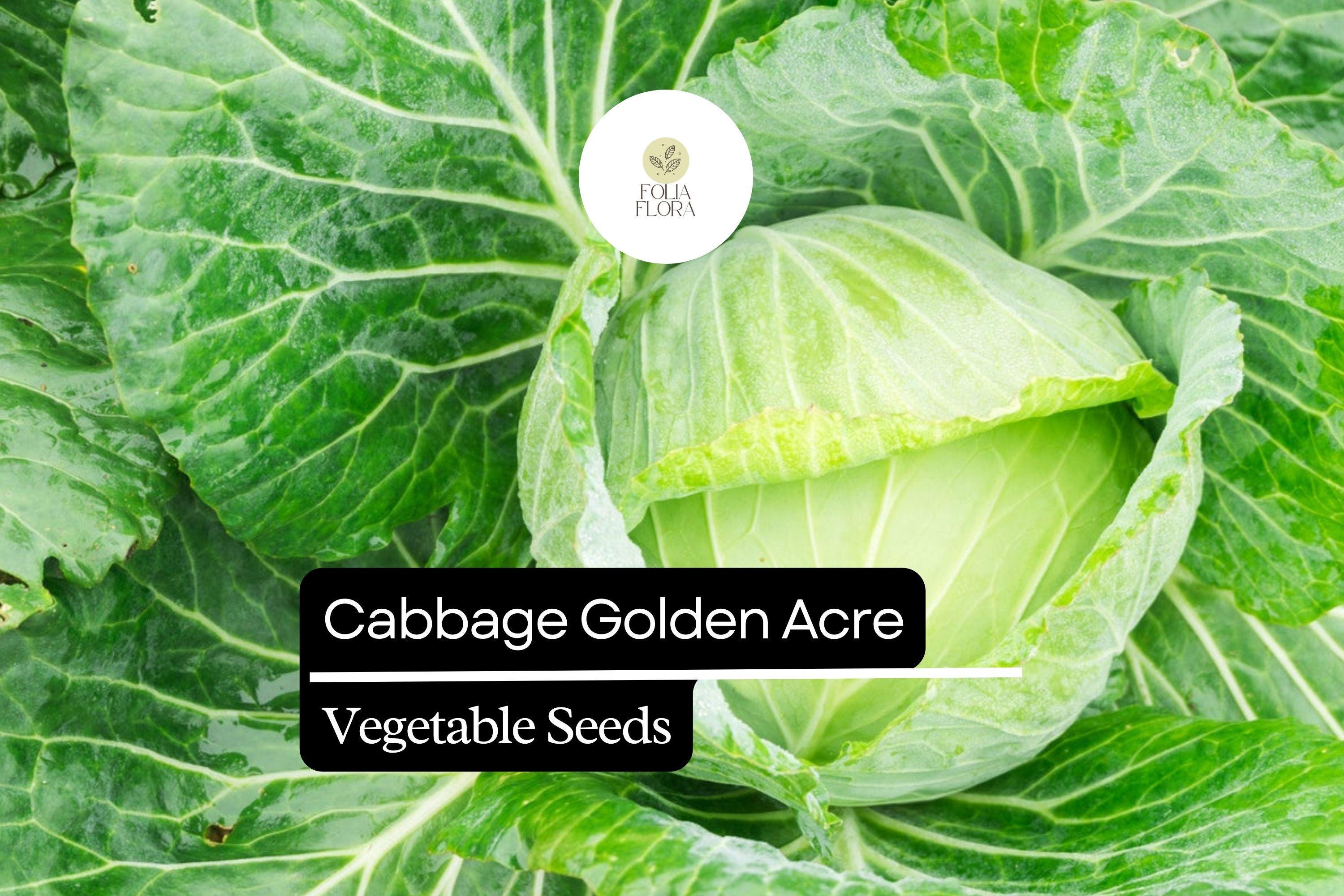 Golden Acre Cabbage Seeds | 1g Heirloom, Sweet & Tender