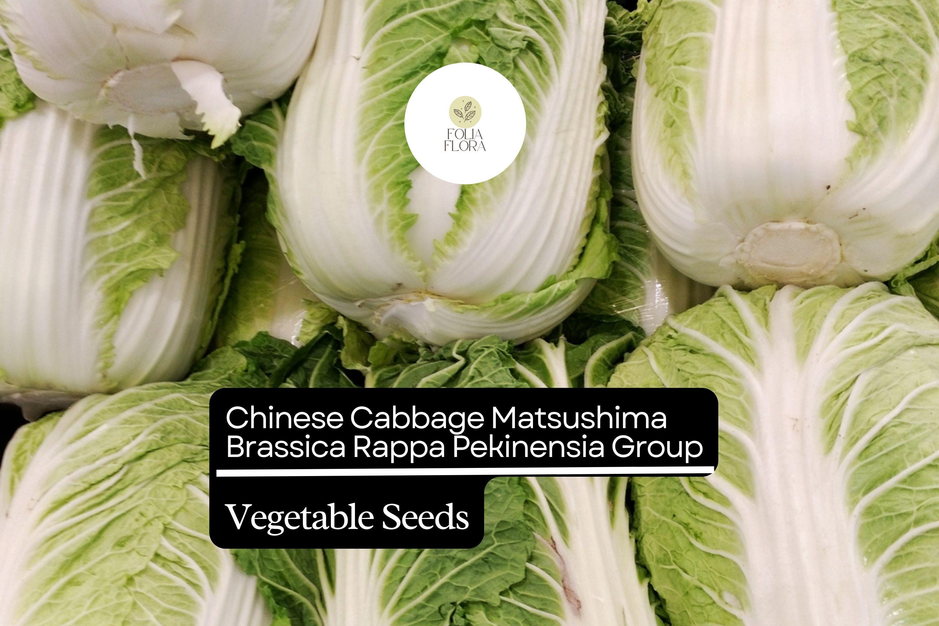 Matsushima Napa Cabbage Seeds | Sweet, Crisp for Kimchi & Stir-Fry
