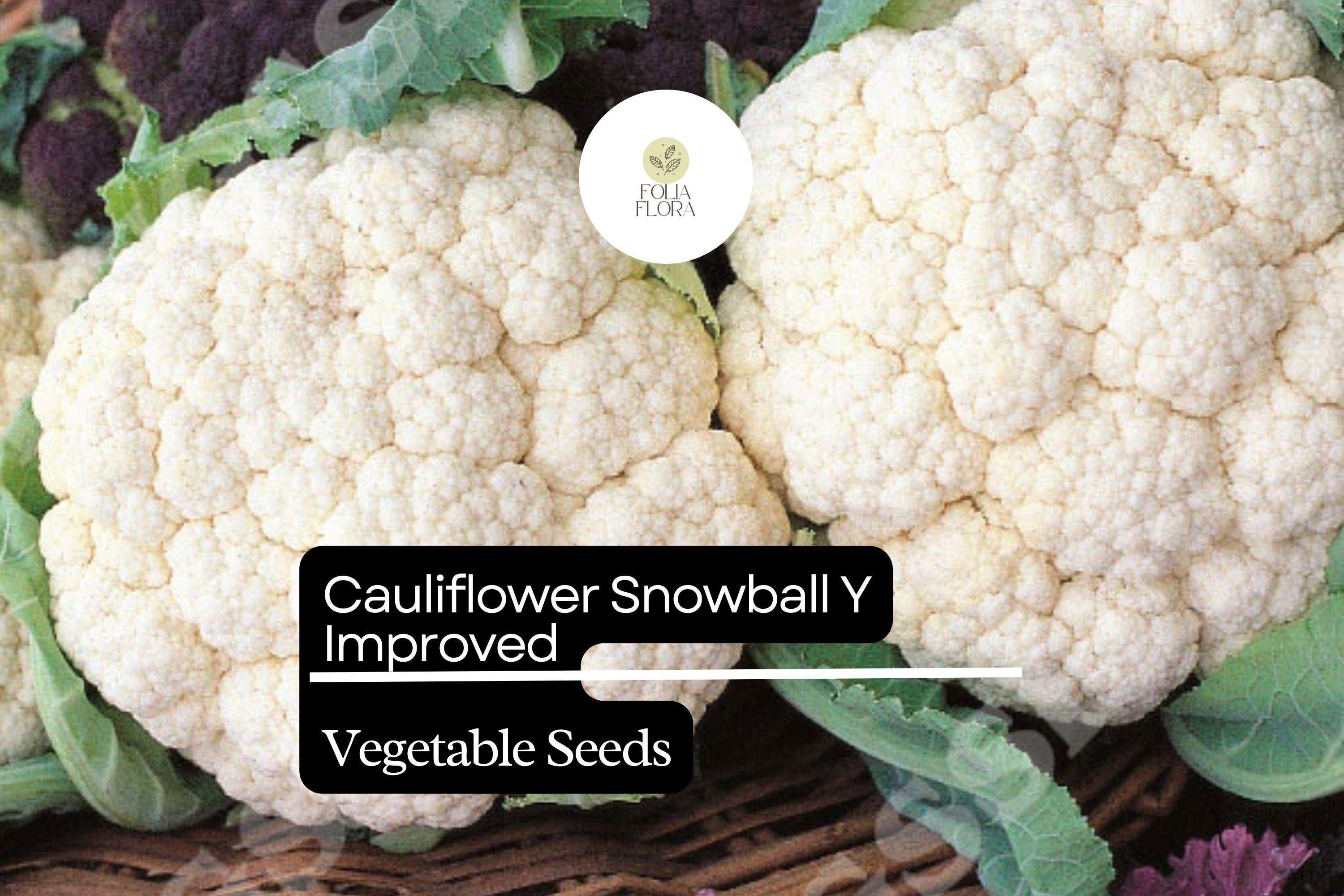 Snowball Y Improved Cauliflower Seeds | 500mg Heirloom, Non-GMO