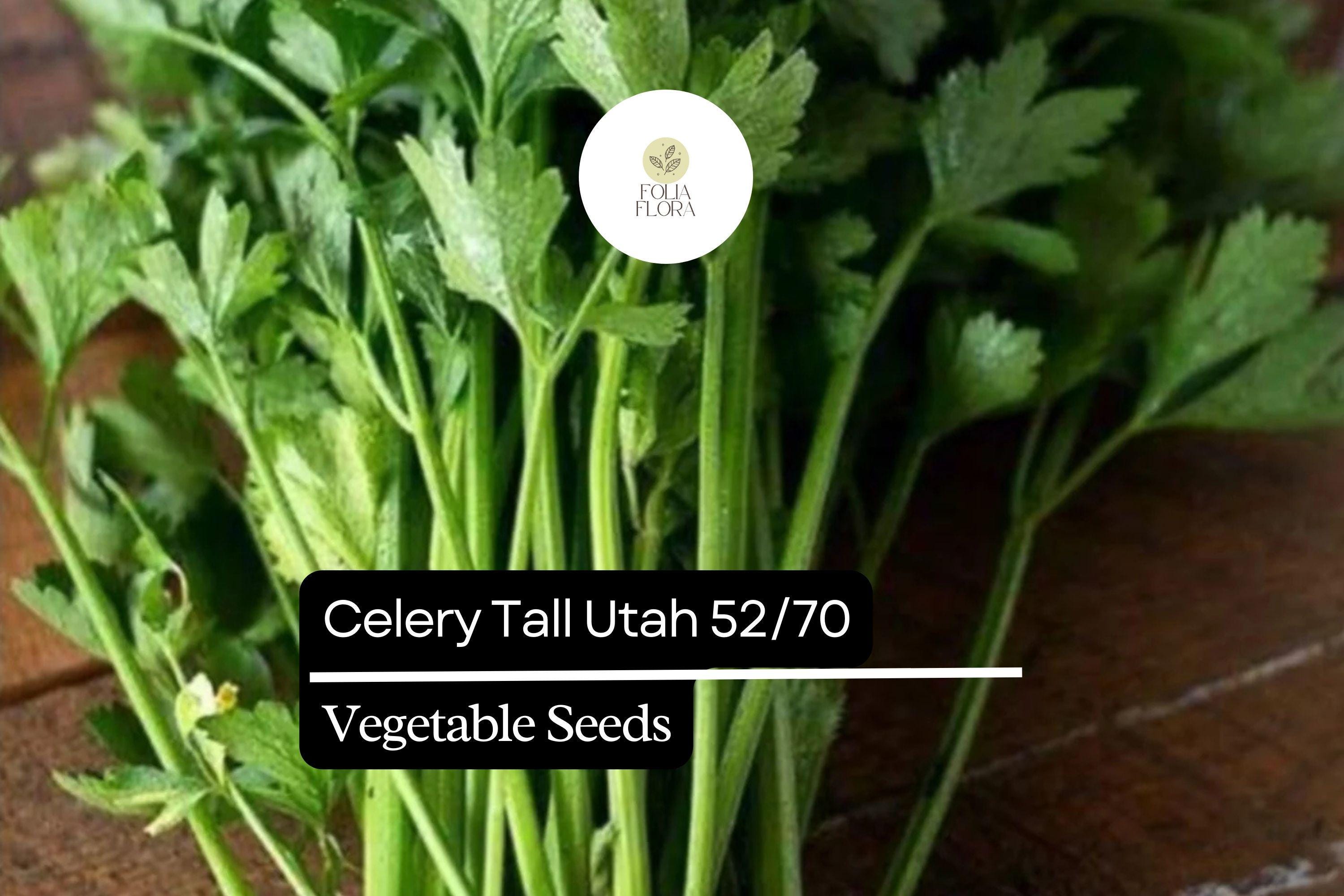 Celery Seeds | Tall Utah Heirloom, Sweet & Crisp (1g Packet)