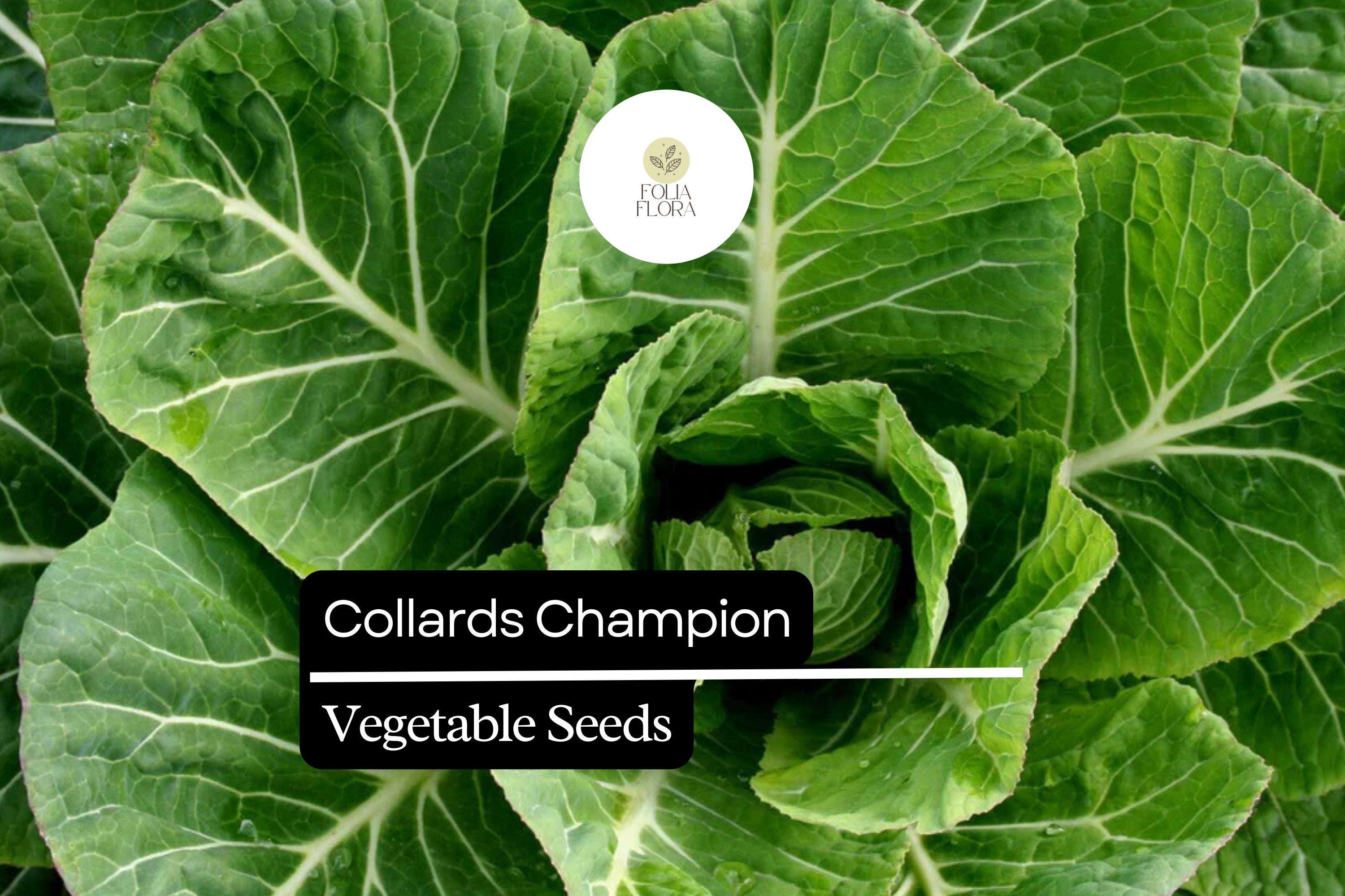 1g Collards Champion Seeds Brassica oleracea | Nutritious, Hardy, Heirloom Greens for Gardens & Containers